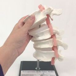 modelo ng lumbar spine